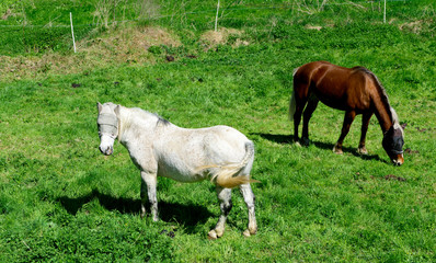 Obraz na płótnie Canvas horses in a meadow