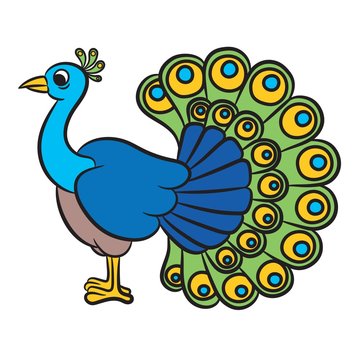Illustration of peacock bird on a white background
