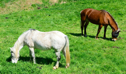 Naklejka na ściany i meble horses in a meadow