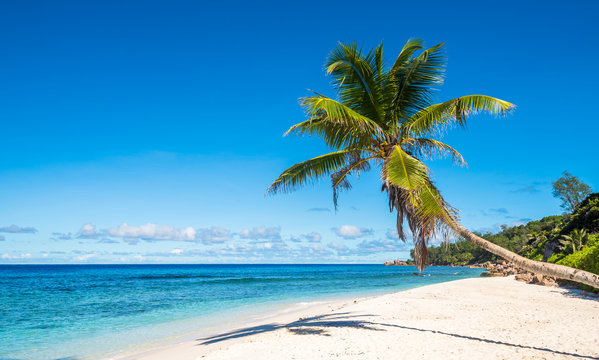 Coconut palm tree on tropical beach, Seychelles
