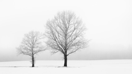 Fototapeta na wymiar Trees in winter