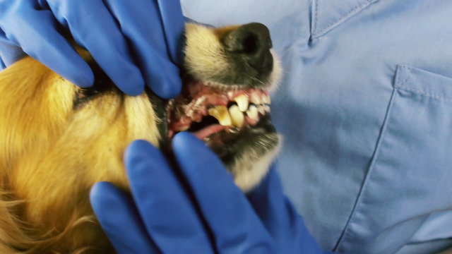 Dog Teeth Examined for Decay