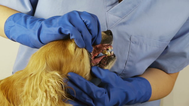 Dog Dental Care Sequence