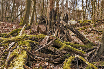 Fototapeta premium Old trees broken down after storm