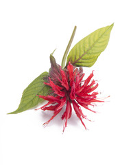 Fototapeta premium Monarda twig isolated on white background