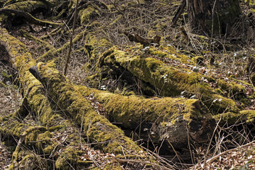 Moss on fallen trees