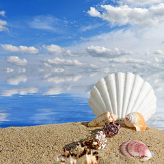 Summer beach with sea shells and blue sky