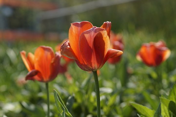 Obraz premium primrose flower