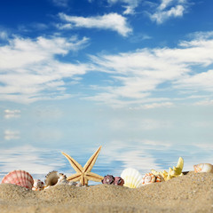 Fototapeta na wymiar Beach background.Sea shells and starfish