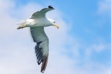 White seagull flying against partly cloudy skies