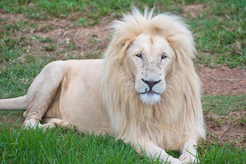 Beautiful rare white lion relaxing on grass