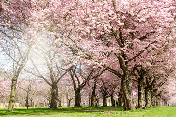 Frühlingserwachen: Japanische Kirschblüten im Park :)