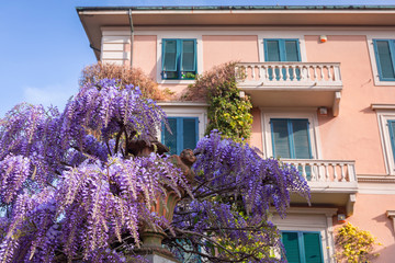 Italian architecture of Pisa city with purple lilac bushes