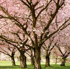 Frühlingserwachen: Japanische Kirschblüten :)