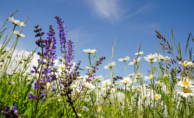 Entspannung: Blumenwiese in der Pfalz :)
