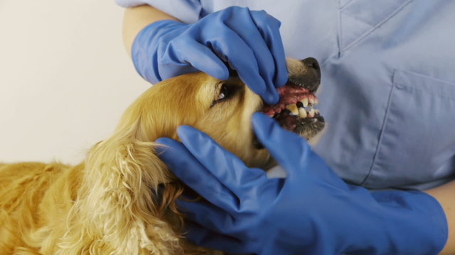 Dog teeth checkup at veterinary clinic. Cocker spaniel female breed.