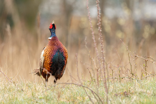 Pheasant male during mating season