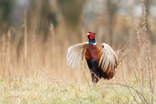 Pheasant male during mating season