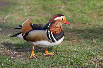 Mandarinente (Erpel)
