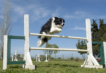 border collie in agility