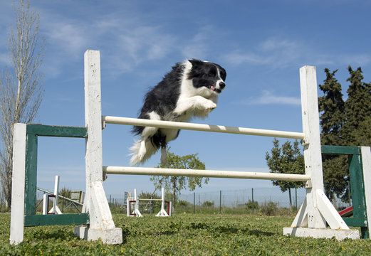 Border Collie In Agility