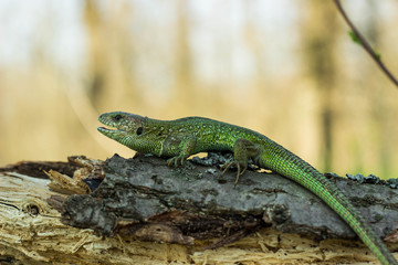 Lizard