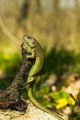 Lizard