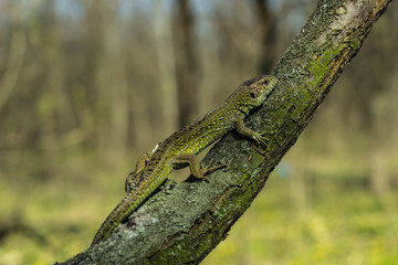 Lizard