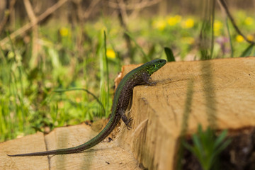 Lizard