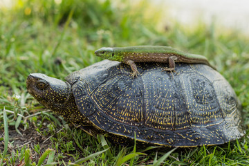 lizard riding a turtle.