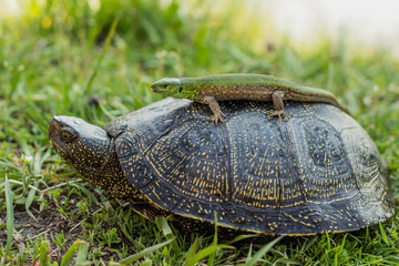 lizard riding a turtle.