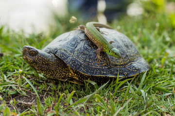 Lizard riding a turtle.