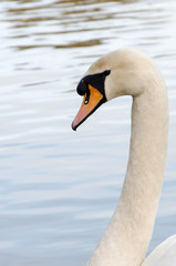 Profile of a Swan