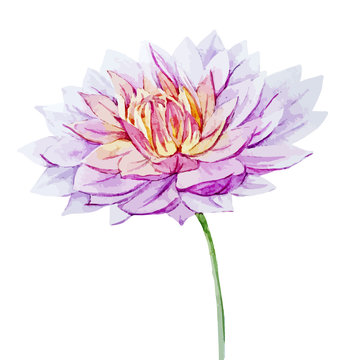 Watercolor dahlia flowers