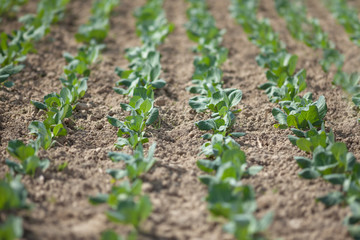 Field of cabbage cultivated under greenhouse