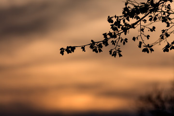 Silhouette of branches against the setting sun