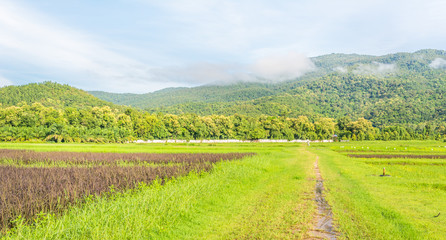Fototapeta premium beauty sunny day on the rice field