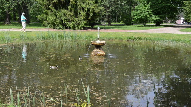 Duck birds swim in lake with fountain splash in summer park