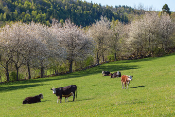 Cows on a meadow at spring