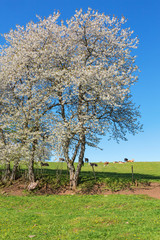 Flowering cherry trees and cattle