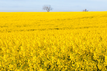 Flowering rape field