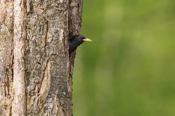 Starling looking out