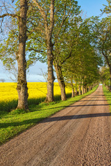 Country road alley