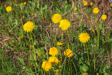 Blooming dandelions