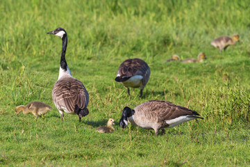 Canada Geese with goslings