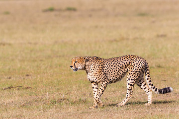 Cheetah walk