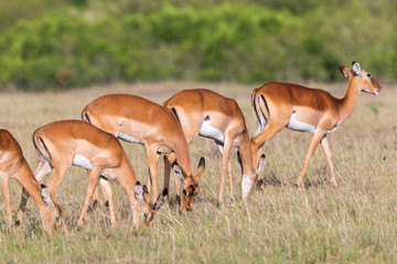 Female Impala antelopes
