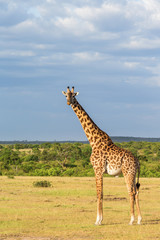 Fototapeta premium Giraffe standing at the savanna