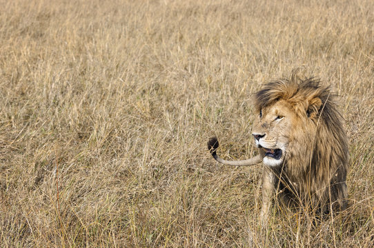 East African Lion (Panthera leo nubica)