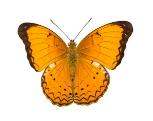 Isolated Orange Large yeoman butterfly